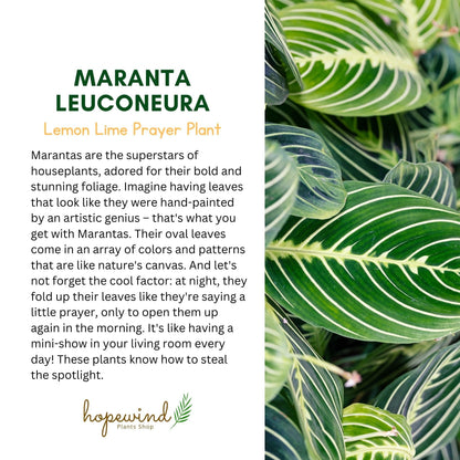 Live Plant, Lemon Lime Maranta Prayer Plant, Pet Friendly, Air Purifying Plant, Easy Care, Easy to Grow Live Indoor Plant, Houseplant, Rare Indoor Plant, Home Décor 4 inch Pot by Hopewind Plants Shop