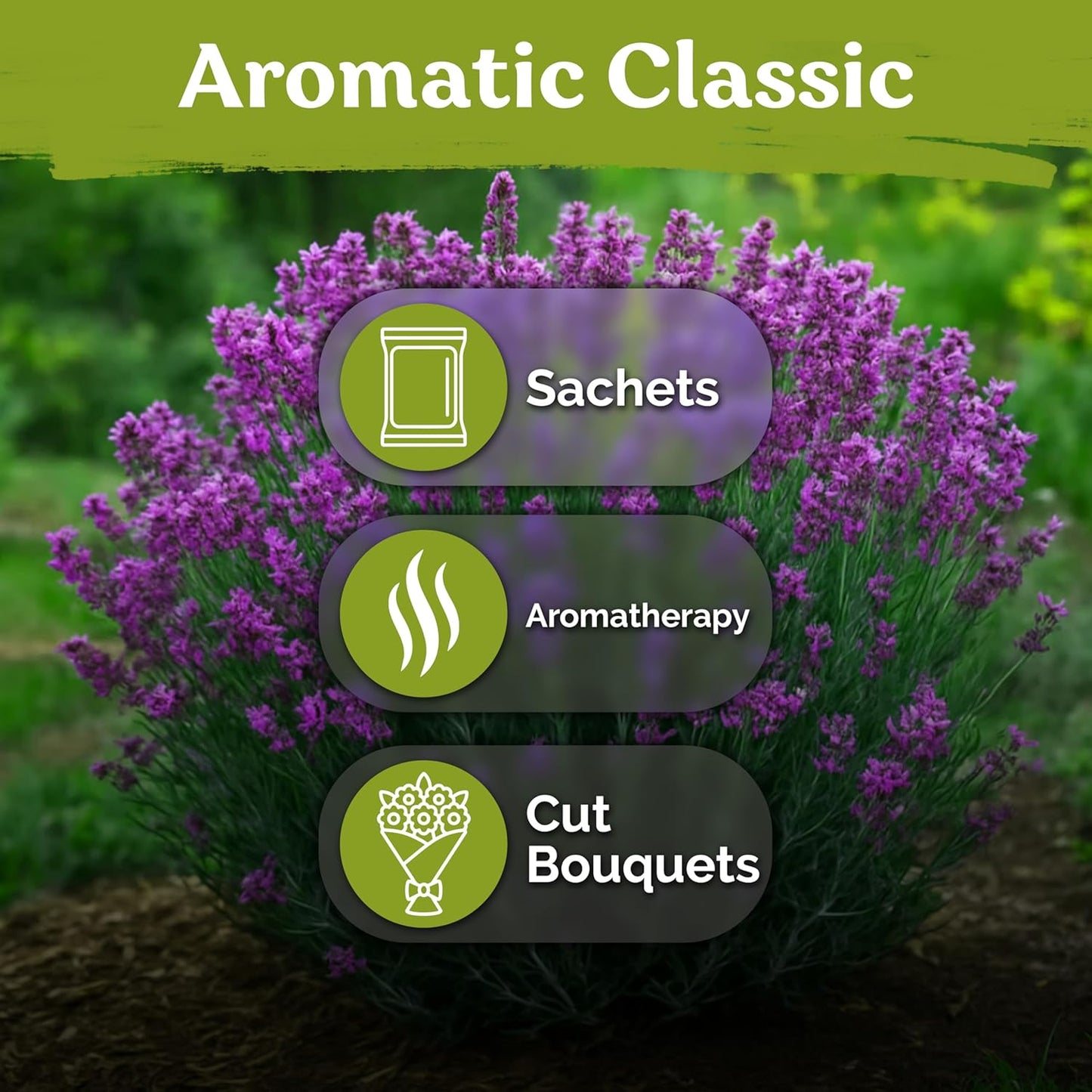 KVITER English Lavender Seeds - Organic Heirloom Perennial for Indoor & Outdoor Planting | Non-GMO Lavandula angustifolia