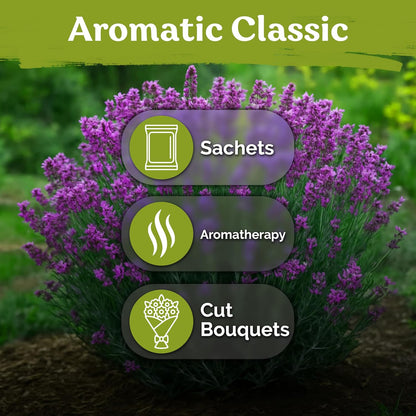 KVITER English Lavender Seeds - Organic Heirloom Perennial for Indoor & Outdoor Planting | Non-GMO Lavandula angustifolia