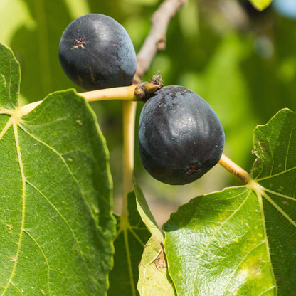 Perfect Plants Beer's Black Fig Tree in 1 Gallon Grower's Pot | Live Fruit Bearing Ficus for Indoor, Patio, & Outdoor Growing | Organic Edible Figs | Hardy Dwarf Tree | Fresh or Dried Fruit