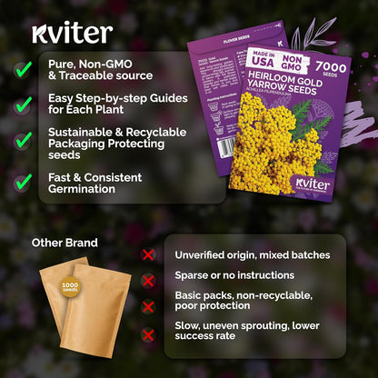 KVITER 7000 Gold Yarrow Seeds - Heirloom Organic Perennial Flower Seeds for Gardens & Meadows