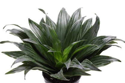 Thorsen's Greenhouse Low Light Houseplant Set, Easy Care Plants, Set of 3 Plants, Live Indoor Plants, 4" Diameter, Classic Pots (White)