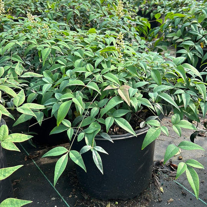 Harbor Belle Heavenly Bamboo, 3 Gallon, Evergreen Shrub