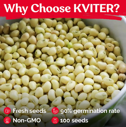 KVITER 100 Zipper Cream Cowpeas, Seeds for Planting (Vigna Unguiculata) – Heirloom Seed Non GMO Organic – Drought-Tolerant, Fast-Growing, Easy Shelling, Vegetable Seeds for Your Outdoor Garden