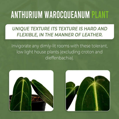 LEAL PLANTS ECUADOR Anthurium Warocqueanum + Veitchii (Pack of 2) Bundle Indoor Plants| Rare Queen & King Anthurium Hybrid|Tropical Premium Houseplants for Home & Office Decor