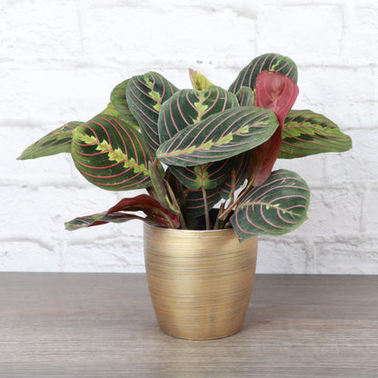 Thorsen's Greenhouse Red Prayer Plant, Live Indoor Plant, Pet Friendly, Popular Houseplant, Red Maranta, Easy to Grow, 4" Diameter Pot (Gold)