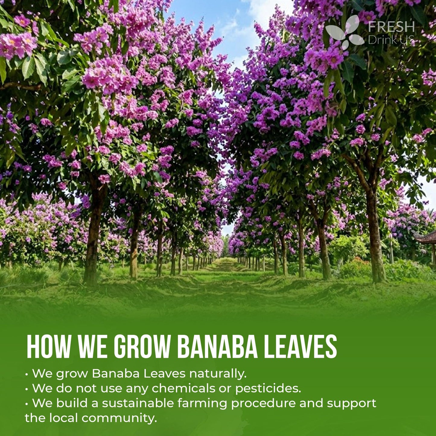 FreshDrinkUS, Premium 50+ Banaba Dried Leaves, 100% Natural & Pure from Whole Banaba Leaves, Banaba Leaf Tea, No Additives, No Caffeine, Vegan
