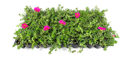 Purslane Hot Pink Plants | 3 Live Seedlings | Portulaca grandiflora | Bright Pink Succulent Flowers | Spreading Ground Cover for Sunny Spaces