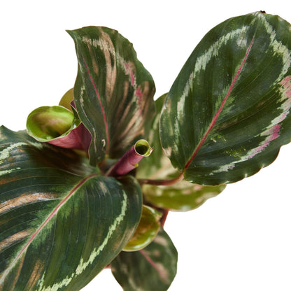 3 Pack Calathea Roseopicta 'Medallion' in 6in Pot - Live Plants Tropical Houseplants | Variegated | USA Growers | The Snobby Leaf