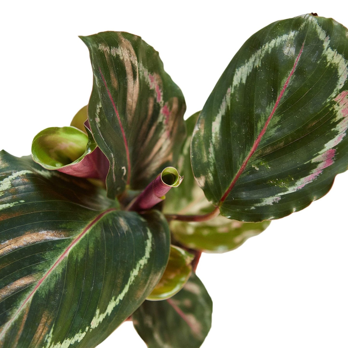 4 Pack Calathea Roseopicta 'Medallion' in 6in Pot - Live Plants Tropical Houseplants | Variegated | USA Growers | The Snobby Leaf