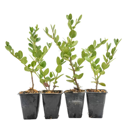 4 Green Carpet Natal Plum in 3.5" Nursery Cubes | Carissa ‘Green Carpet’ | Low-Growing Evergreen Groundcover for Landscapes, Slopes & Borders | Live Starter Plants