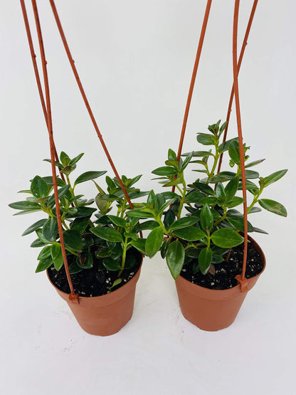 *Two Goldfish Plant - 4" Hanging Basket - Blooms Constantly