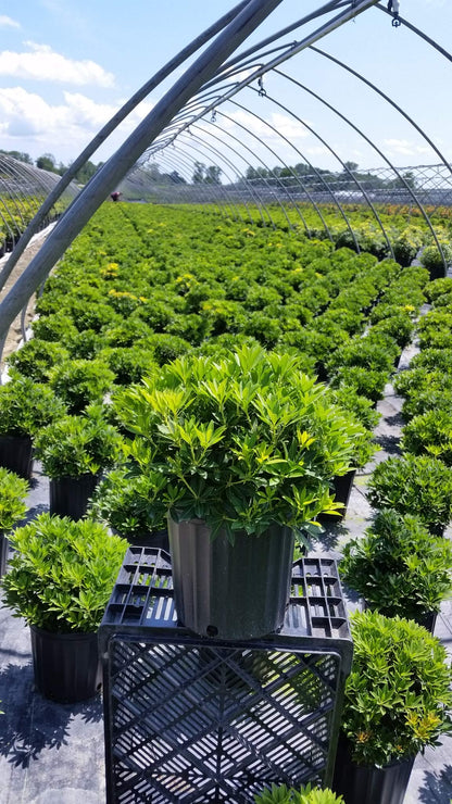 Pieris jap. 'Cavatine' (Cavatine Dwarf Andromeda) Evergreen, #2 - Size Container