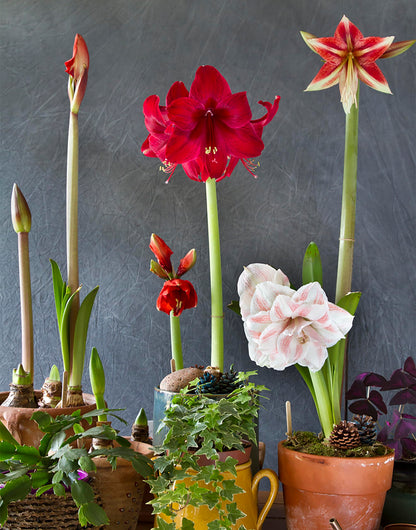 Huge Red Lion Amaryllis 36 cm.| Bare Root Bulb | 2-3 Stalks with Bold Red Flowers | Ideal for Indoor & Outdoor Planting | Stunning Floral Display