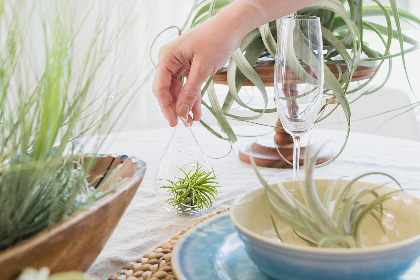 10 Pack Air Plant Green Abdita Brachycaulos Tillandsia - Available in Wholesale and Bulk - Live Succulent House Plants – Home and Garden Decor - Easy Care Indoor/Outdoor Air Plants