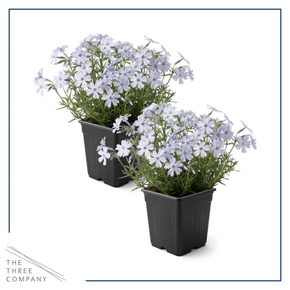 Live Creeping Phlox 2-Pack – Blue – Spring Groundcover Perennial, Sun Garden Plant, 6” Tall, 1 Qt Pot