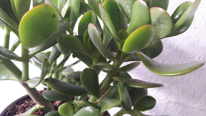 Jade Plant - Crassula ovuta - Easy to Grow - 6" Pot from jmbamboo