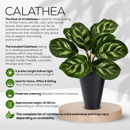 Calathea Collection (4 Pack) Live Plants – Stunning Foliage Prayer Plants Like Orbifolia, Rose Painted, White Star & Dottie – Easy Indoor Tropical Plants – Pet Friendly – Natural Air Purifiers