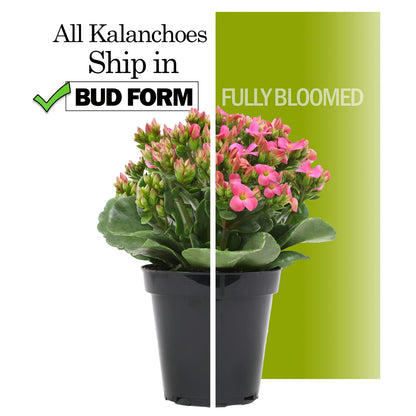 Kalanchoe Plant Succulents Plants Live Houseplants, Live Succulents Live House Plants in Clay Pots, Succulent Plants Live Plants Indoor Plants, Live Succulent Plant Lover Gifts by Plants for Pets