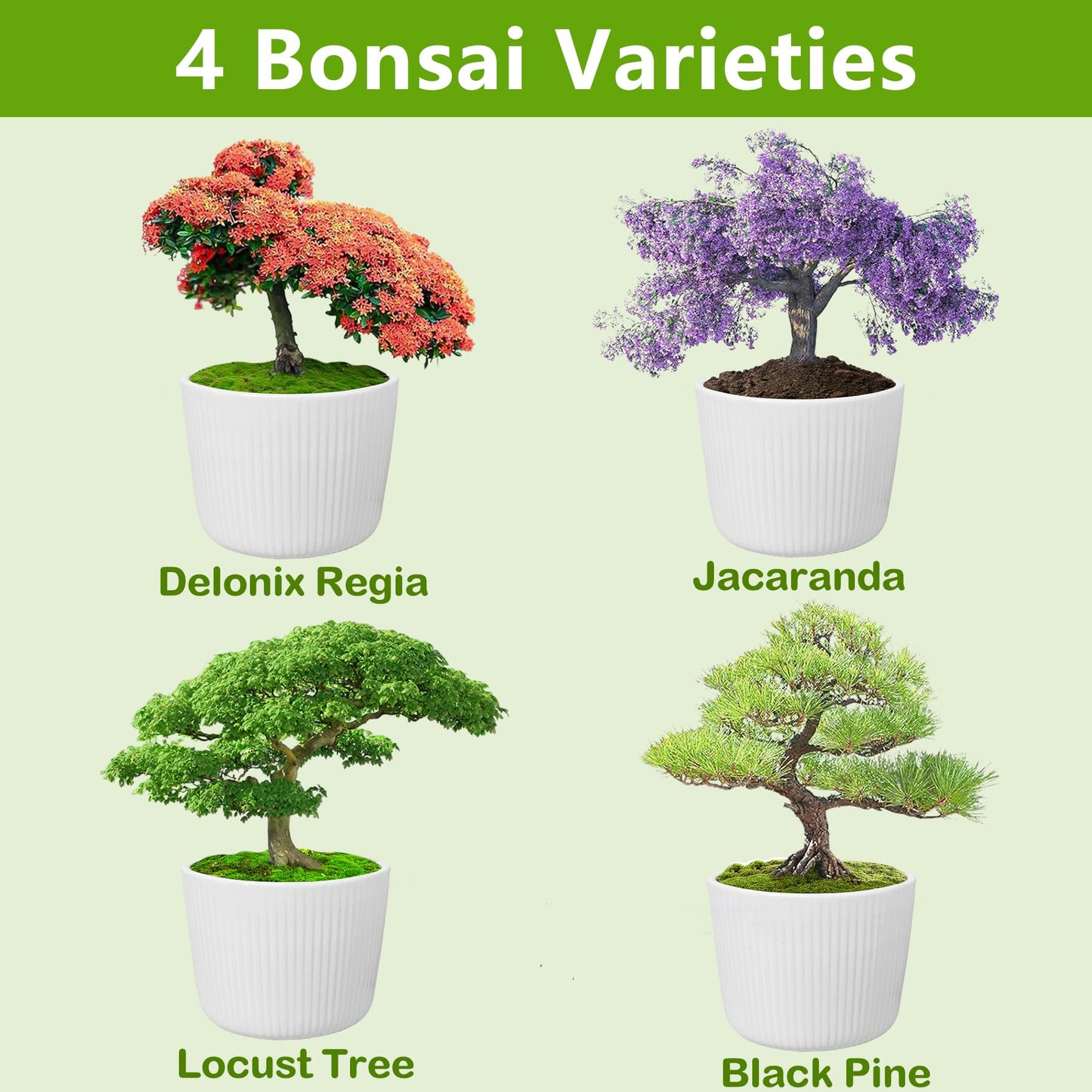 Bonsai Tree Kit, Bonsai Starter Kit with 4 Types of Seeds, Tools & Planters, Bonsai Tree Live Plants Indoor, Gardening Gifts for Women Men Mom Father Plant Lover, Unique