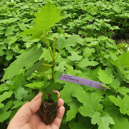 Fig Tree Black Mission Live for Sale (4 Pack) | Easy to Grow Plants | Edible Fruit Plant for Sustainable Living | Grow Your own Food on Your Edible Organic Garden| Live for Planting| 2 inch Pot