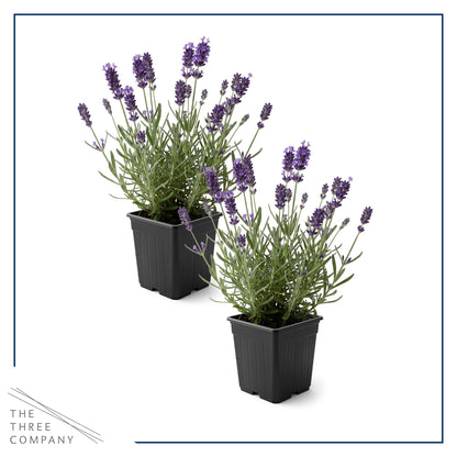 Live Lavender 2-Pack – Purple – Fragrant Sun Perennial Herb, Pollinator Friendly, 10” Tall, 1 Qt Pot