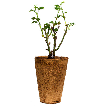 Zephirine Drouhin Climbing Live Rose, 1.5 Gal Potted Live Plant, Fragrant Pink Flowers, Nearly Thornless, Shade Tolerant, Own Root, Stargazer Perennials