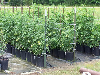 6300FT Tomato Tying Garden Twine - Durable, Heavy-Duty Twine for Support and Growth