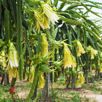 Yellow Dragon Fruit Plant Live, 3 to 6 Inches Tall Well Rooted, Dragon Fruit Live Plant