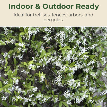 2.5 qt. Jasmine Confederate Flowering Shrub with White Flowers - Easy to Grow & Adaptable Live Shrubs for Slopes, Borders, Retaining Walls - 10 to 15 Tall and 3 to 6 Wide Confederate Jasmine Plant