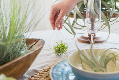 Air Plant Shop 10 Pack XL Tillandsia Ionantha Guatemala- Wholesale and Bulk - Succulents - Live Tillandsia - Easy Care Indoor and Outdoor House Plants
