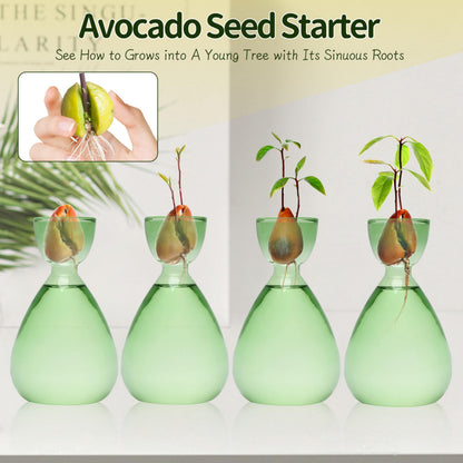CYZglass Avocado Vase Avocado Seed Starter Vases Trees Live Plants Growing kit Glass 2pc