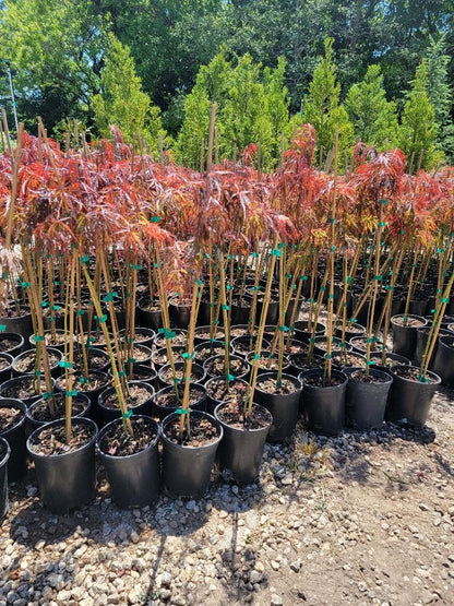 Crimson Queen Japanese Maple - Live Plant - (2.5 QT)