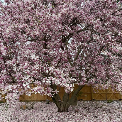 Magnolia Trees Live Plants, Jane Magnolia Tree, Pink Blooms, Well Rooted in 3 Gallon Pot, 3 Feet Tall, Fragrant Pink Flowers for Patio and Garden, No Ship to CA