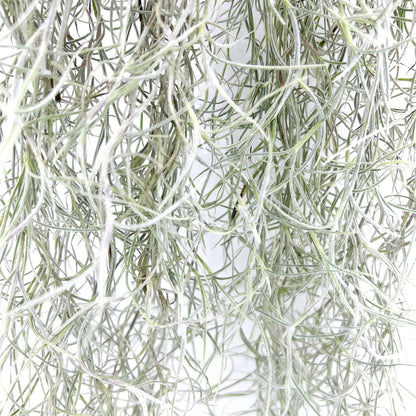 ragnaroc Tillandsia Usneoides ‘Thick-Colombian Spanish Moss’ - ragnaroc Indoor Tropical Plant 16” / 1 oz - Live Arrival Guaranteed - Live Air Plant & House Plants for Home Decor & Gift