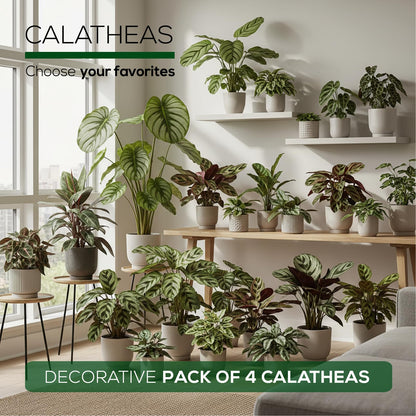 Calathea Collection (4 Pack) Live Plants – Stunning Foliage Prayer Plants Like Orbifolia, Rose Painted, White Star & Dottie – Easy Indoor Tropical Plants – Pet Friendly – Natural Air Purifiers