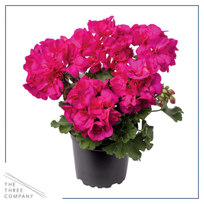 Live Flowering Zonal Geraniums - Pink (2 Plants Per Pack) - Beautiful Spring Flowers - 12" Tall by 5" Wide in 1 Qt Pot