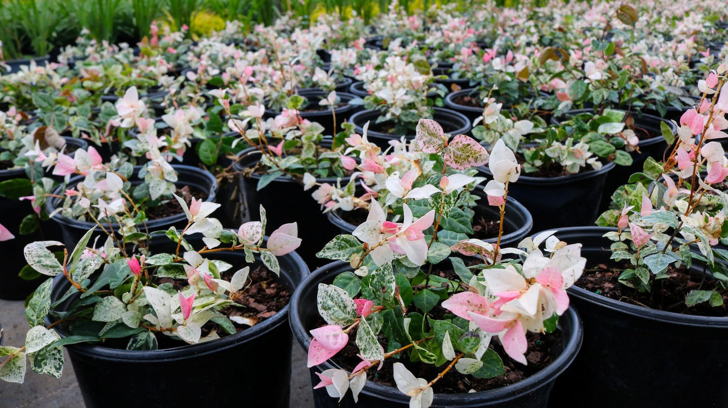 American Plant Exchange Snow & Summer Jasmine – 6-Inch with Pot – Live Fragrant Flowering Climbing Vine, Ideal for Trellises, Garden Beds, or Patio Decor