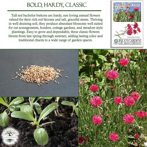 Isla's Garden Seeds Tall Red Bachelor Button Seeds - Non-GMO Heirloom Cornflower for Easy Summer Blooms | Classic Cut Flowers for Beds & Borders
