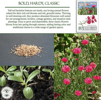Isla's Garden Seeds Tall Red Bachelor Button Seeds - Non-GMO Heirloom Cornflower for Easy Summer Blooms | Classic Cut Flowers for Beds & Borders