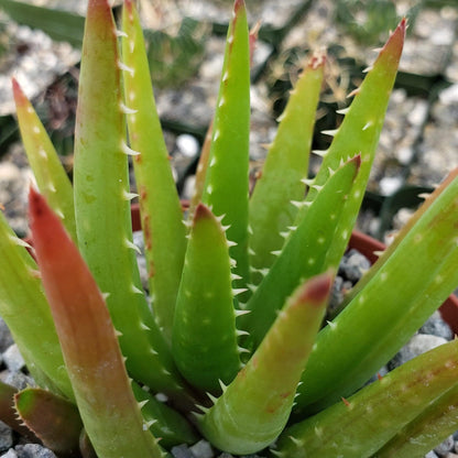 Aloe Vera chinensis Cacti Cactus Succulent Real Live Plant