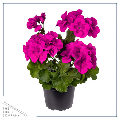 Live Flowering Zonal Geraniums - Purple (3 Plants Per Pack) - Beautiful Spring Flowers - 12" Tall by 5" Wide in 1 Qt Pot