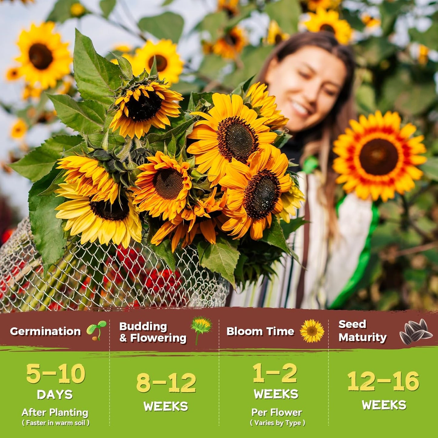 Sunflower Seeds - Giant Mammoth Heirloom Bulk Packet | 3000+ High Germination Seeds for Home Garden