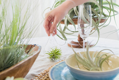 Large Juncea Air Plants 8 to 10 Inches - Live Succulent House Plants - Available in Wholesale and Bulk - Home and Garden Decor - Easy Care Indoor & Outdoor Air Plant (Pack of 1)