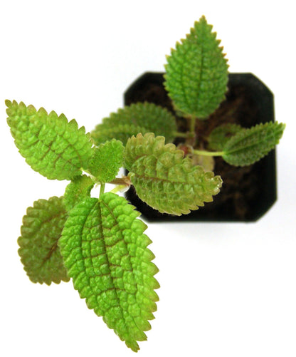 Pilea involucrata 'Moon Valley'