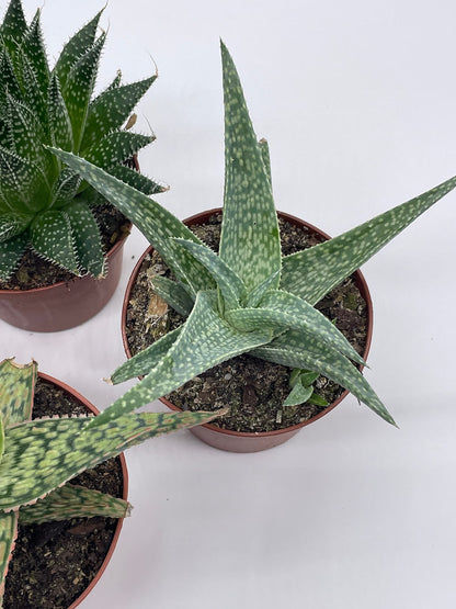 BubbleBlooms Aloe Variety Assortment, 3 inch pots, 4 Different Aloe Succulents
