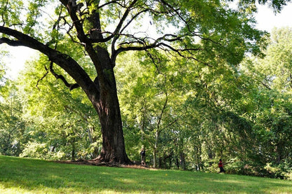 2 Black Walnut Trees - 10-18" Tall Nut-Bearing Live Plants - Fast Growing Tree Seedlings - Juglans Nigra - (2 Pack)