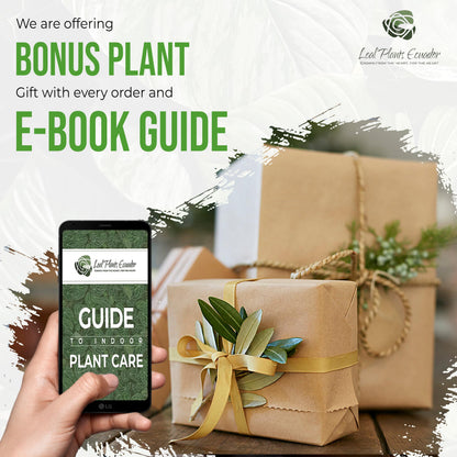 LEAL PLANTS ECUADOR Beaucarnea Recurvata - Ponytail Palm Plant Bonsai | Miniature Elephant Foot Tree | Air-Purifying Indoor Plant for Home & Office | Low-Maintenance Houseplant