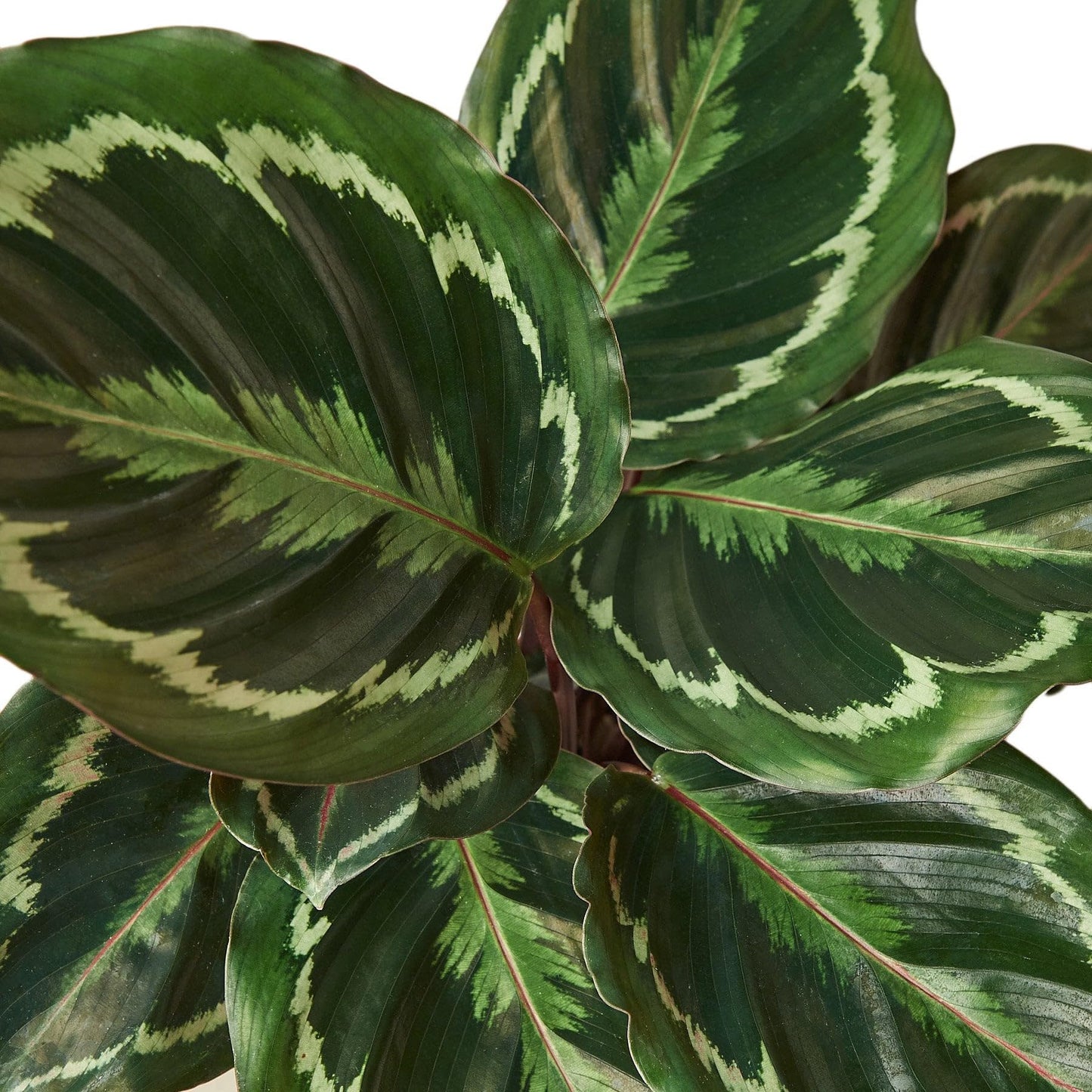 Calathea Roseopicta 'Medallion' in 6in Pot - Live Plants Tropical Houseplants | Variegated | USA Growers | The Snobby Leaf