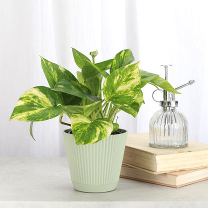 Thorsen's Greenhouse Golden Pothos, Live Indoor Vining Plant, Easy to Grow, Variegated Houseplant, Natural Air Purifier (Sage, 4-inch Pot)